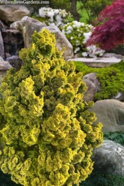Golden Dwarf Hinoki Cypress - Chamaecyparis Obtusa 'Nana Lutea' - 2 Gallon Pot 11 Golden Dwarf Hinoki Cypress - Chamaecyparis Obtusa 'Nana Lutea' - 2 Gallon Pot -Garden Plant Seeds chamaecyparis obtusa nana lutea 100