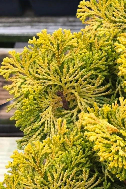 Golden Dwarf Hinoki Cypress - Chamaecyparis Obtusa 'Nana Lutea' - 2 Gallon Pot 6 Golden Dwarf Hinoki Cypress - Chamaecyparis Obtusa 'Nana Lutea' - 2 Gallon Pot - Image 4