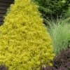 Gold Mop Threadleaf Cypress - 6 Pack Of 1 Gallon Pots -Garden Plant Seeds chamaecyparis pisifera gold mop cypress 100