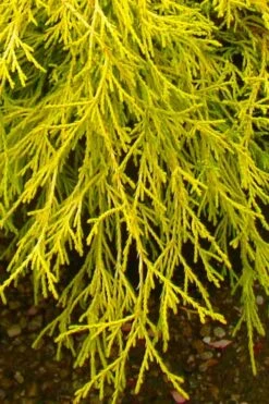Gold Mop Threadleaf Cypress - 6 Pack Of 1 Gallon Pots -Garden Plant Seeds chamaecyparis pisifera gold mop cypress 102