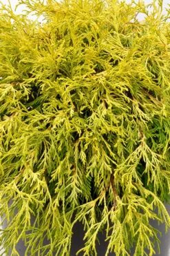 Gold Mop Threadleaf Cypress Tree (Standard Topiary) - 5 Gallon Pot -Garden Plant Seeds chamaecyparis pisifera gold mop single trunk topiary tree 2