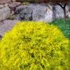 King's Gold Sawara False Cypress - 2 Gallon Pot 2 King's Gold Sawara False Cypress - 2 Gallon Pot -Garden Plant Seeds chamaecyparis pisifera kings gold false cypress 7 2