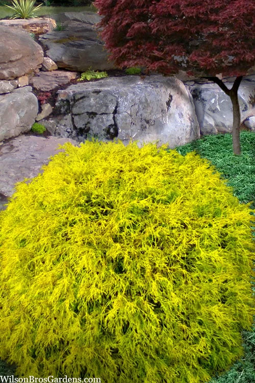 King's Gold Sawara False Cypress - 2 Gallon Pot 3 King's Gold Sawara False Cypress - 2 Gallon Pot