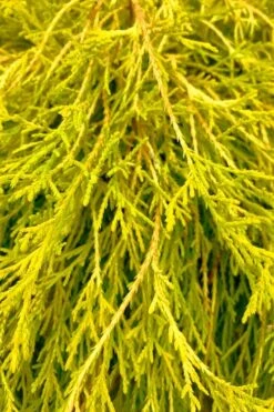 King's Gold Sawara False Cypress - 7 Gallon Pot -Garden Plant Seeds chamaecyparis pisifera kings gold false cypress 9