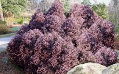 Heatherbun Atlantic White Cedar (Chamaecyparis Thyiodes) - 1 Gallon Pot -Garden Plant Seeds chamaecyparis thyoides heatherbun atlantic white cedar 2