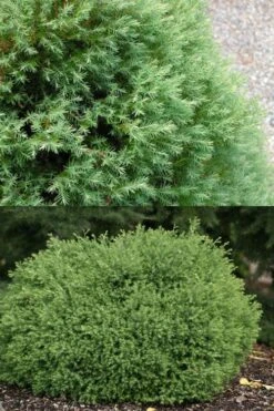 Heatherbun Atlantic White Cedar (Chamaecyparis Thyiodes) - 1 Gallon Pot -Garden Plant Seeds chamaecyparis thyoides heatherbun atlantic white cedar 5