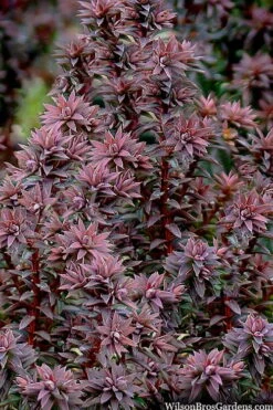 Red Star Cedar - 1 Gallon Pot -Garden Plant Seeds chamaecyparis thyoides red star cedar 8