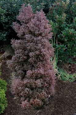 Red Star Cedar - 1 Gallon Pot -Garden Plant Seeds chamaecyparis thyoides red star white cedar 2