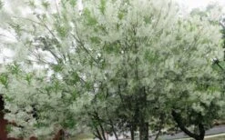 Grancy Graybeard - White Fringe Tree - 3 Gallon Pot -Garden Plant Seeds chionanthus virginicus grancy greybeard multi stem tree 4