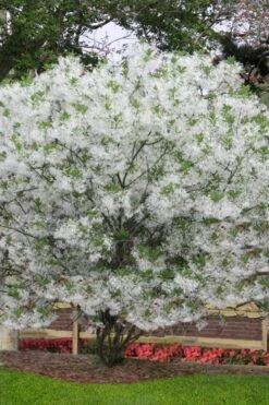 Grancy Graybeard - White Fringe Tree - 3 Gallon Pot -Garden Plant Seeds chionanthus virginicus grancy greybeard multi stem tree 6