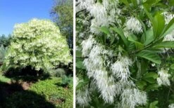 Grancy Graybeard - White Fringe Tree - 7 Gallon Pot (2-3') -Garden Plant Seeds chionanthus virginicus grancy greybeard single stem tree 1