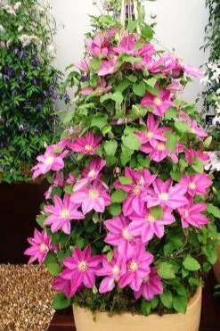 Abilene Clematis - 1 Gallon Pot 12 Abilene Clematis - 1 Gallon Pot -Garden Plant Seeds clematis abilene 13