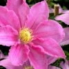 Abilene Clematis - 1 Gallon Pot -Garden Plant Seeds clematis abilene 15