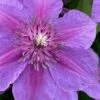 Adam's Courage Clematis - 1 Gallon Pot -Garden Plant Seeds clematis adams courage 1