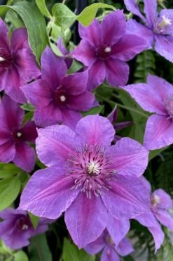 Adam's Courage Clematis - 1 Gallon Pot -Garden Plant Seeds clematis adams courage 2