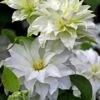 Arctic Queen Clematis - 1 Gallon Pot -Garden Plant Seeds clematis arctic queen 10