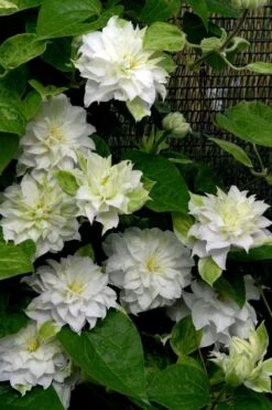 Arctic Queen Clematis - 1 Gallon Pot -Garden Plant Seeds clematis arctic queen 12