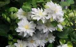 Arctic Queen Clematis - 1 Gallon Pot -Garden Plant Seeds clematis arctic queen 5