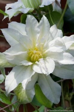 Arctic Queen Clematis - 1 Gallon Pot -Garden Plant Seeds clematis arctic queen 8
