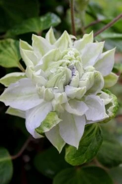 Arctic Queen Clematis - 1 Gallon Pot -Garden Plant Seeds clematis arctic queen 9