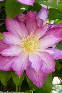Asao Clematis - 1 Gallon Pot -Garden Plant Seeds clematis asao 10