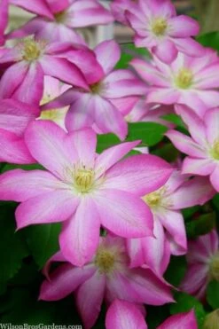 Asao Clematis - 1 Gallon Pot -Garden Plant Seeds clematis asao 15