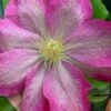 Asao Clematis - 1 Gallon Pot -Garden Plant Seeds clematis asao 17