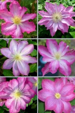 Asao Clematis - 1 Gallon Pot -Garden Plant Seeds clematis asao 18