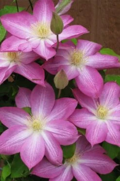 Asao Clematis - 1 Gallon Pot -Garden Plant Seeds clematis asao 7