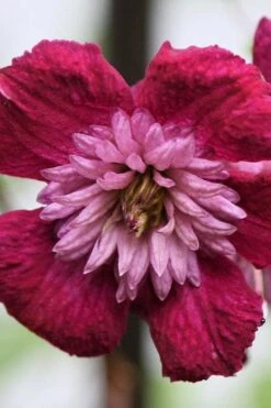 Avant-Garde Clematis - 1 Gallon Pot -Garden Plant Seeds clematis avant garde 4