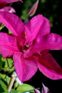 Cardinal Wyszynski Clematis - 1 Gallon Pot -Garden Plant Seeds clematis cardinal wyszynski 10