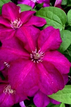 Cardinal Wyszynski Clematis - 1 Gallon Pot -Garden Plant Seeds clematis cardinal wyszynski 11