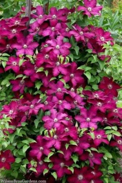 Cardinal Wyszynski Clematis - 1 Gallon Pot -Garden Plant Seeds clematis cardinal wyszynski 7