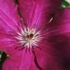 Cardinal Wyszynski Clematis - 1 Gallon Pot -Garden Plant Seeds clematis cardinal wyszynski 9