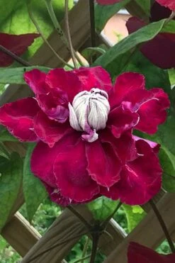 Charmaine Clematis - 1 Gallon Pot 15 Charmaine Clematis - 1 Gallon Pot -Garden Plant Seeds clematis charmaine 1