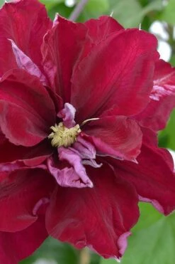 Charmaine Clematis - 1 Gallon Pot 13 Charmaine Clematis - 1 Gallon Pot -Garden Plant Seeds clematis charmaine 2