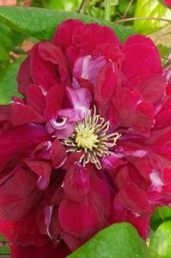Charmaine Clematis - 1 Gallon Pot 14 Charmaine Clematis - 1 Gallon Pot -Garden Plant Seeds clematis charmaine 500x750 1