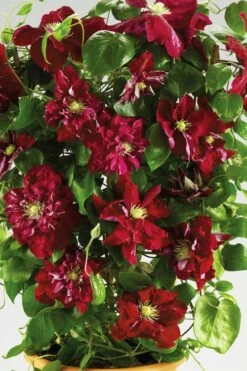 Charmaine Clematis - 1 Gallon Pot 12 Charmaine Clematis - 1 Gallon Pot -Garden Plant Seeds clematis charmaine 6