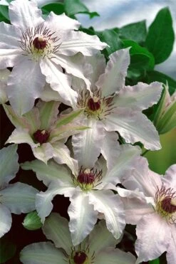 Clair De Lune Clematis - 1 Gallon Pot -Garden Plant Seeds clematis clair de june 2
