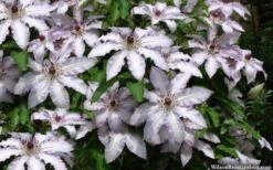 Clair De Lune Clematis - 1 Gallon Pot -Garden Plant Seeds clematis clair de june 4