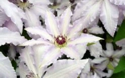 Clair De Lune Clematis - 1 Gallon Pot -Garden Plant Seeds clematis clair de june 6
