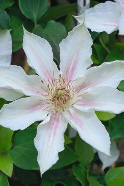 Corinne Clematis - 1 Gallon Pot -Garden Plant Seeds clematis corinne 14