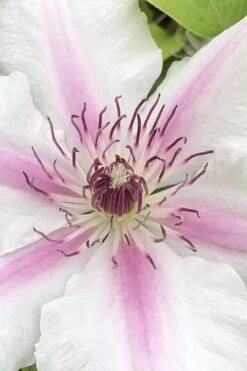 Corinne Clematis - 1 Gallon Pot -Garden Plant Seeds clematis corinne 15