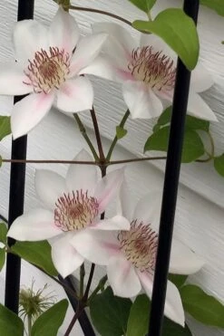 Corinne Clematis - 1 Gallon Pot -Garden Plant Seeds clematis corinne 17