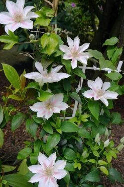 Corinne Clematis - 1 Gallon Pot -Garden Plant Seeds clematis corinne 18