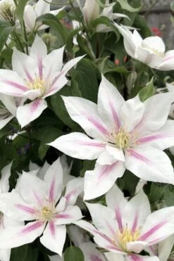 Corinne Clematis - 1 Gallon Pot -Garden Plant Seeds clematis corinne 2