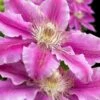 Dr. Ruppel Clematis - 1 Gallon Pot -Garden Plant Seeds clematis dr ruppel 10