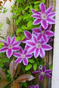 Dr. Ruppel Clematis - 1 Gallon Pot -Garden Plant Seeds clematis dr ruppel 11