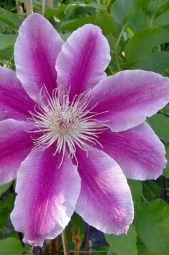 Dr. Ruppel Clematis - 1 Gallon Pot -Garden Plant Seeds clematis dr ruppel 2