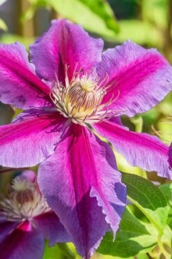 Dr. Ruppel Clematis - 1 Gallon Pot -Garden Plant Seeds clematis dr ruppel 3